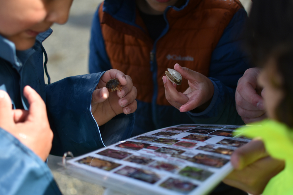 students holding shells looking at a field guide