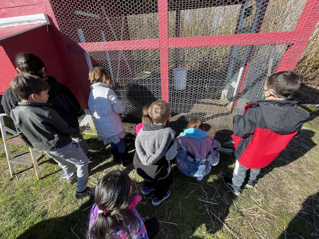 students looking inside the chicken coop