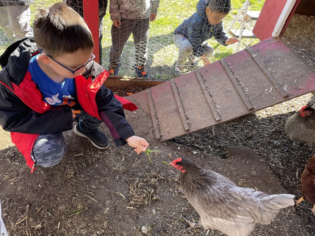 a student feeding a chicken