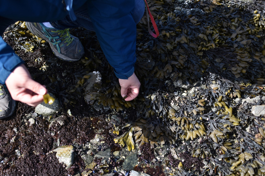 picking algae at the beach